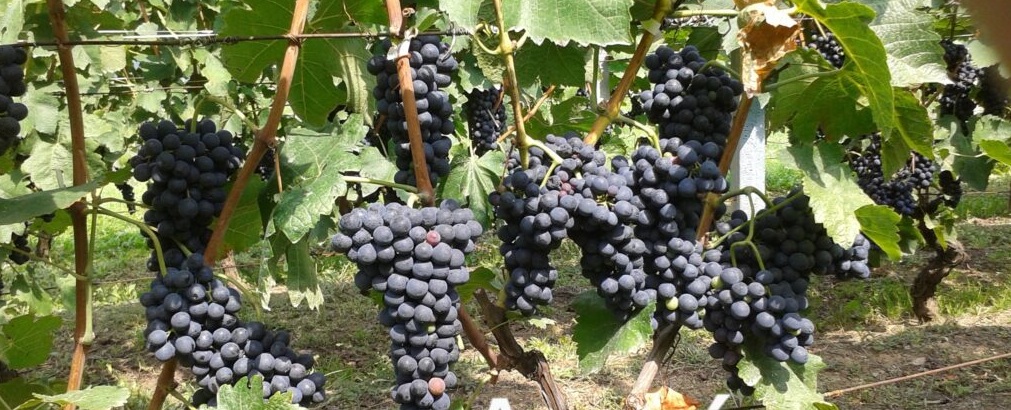 Vigneti di Giuliano Bosio sulle colline della Val Susa