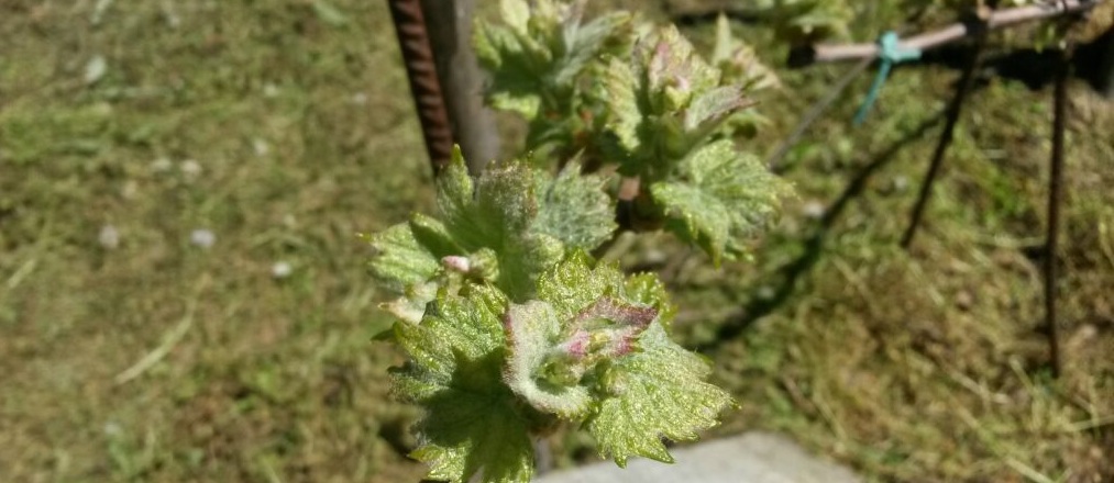 Cantina di vinificazione artigianale di Giuliano Bosio