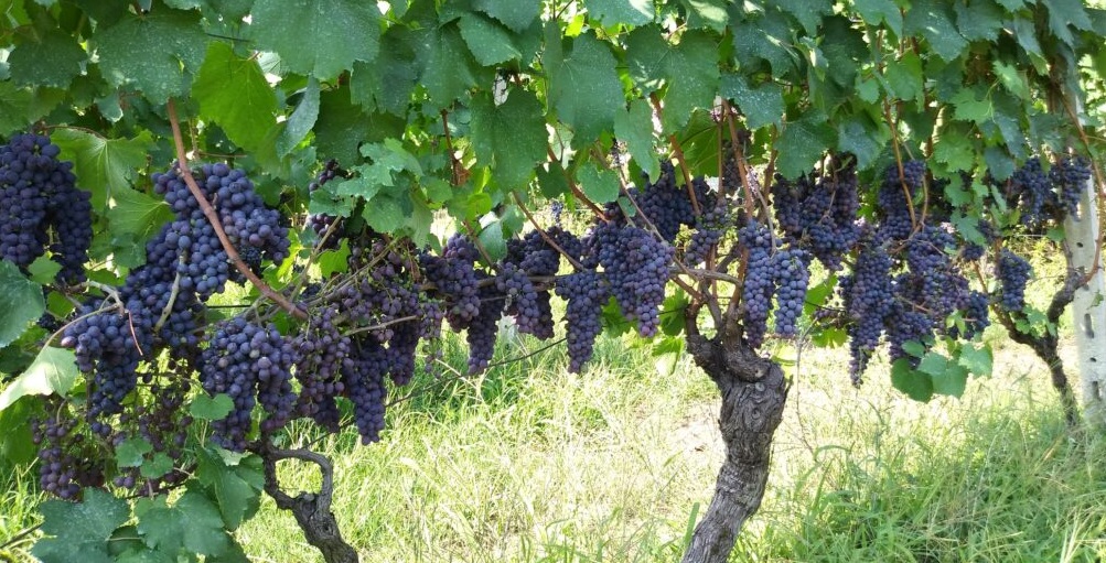 Degustazione di vini nella cantina di Giuliano Bosio