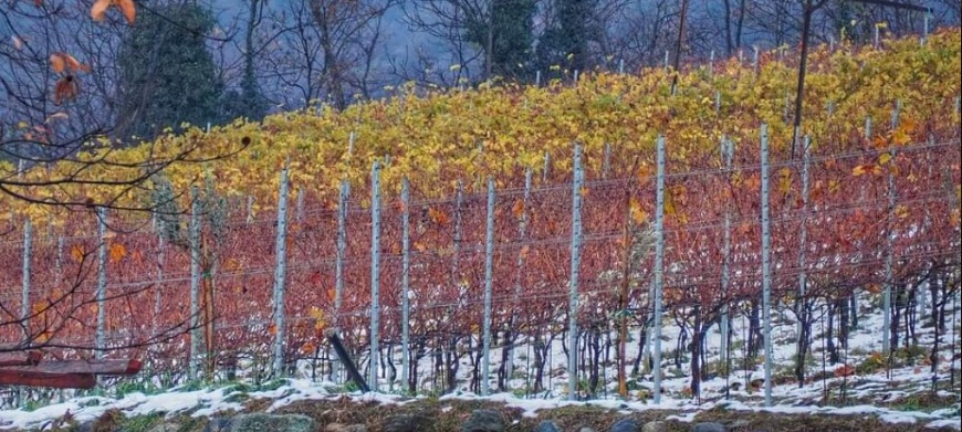 Uliveto e frutteti dell'azienda Agriforest ad Almese